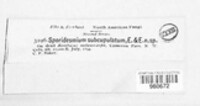 Sporidesmium subcupulatum image